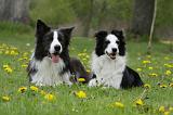 BORDER COLLIE 1026